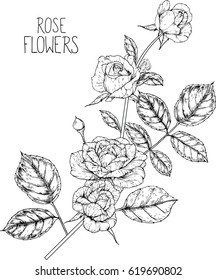 rose flowers drawing vector illustration line and clip art