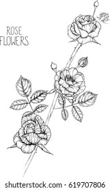 rose flowers drawing vector illustration, line and clip art