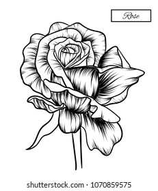 Rose flowers drawing.Vector, illustration and clip art on white backgrounds.Idea for business visit card, typography vector,print for t-shirt.