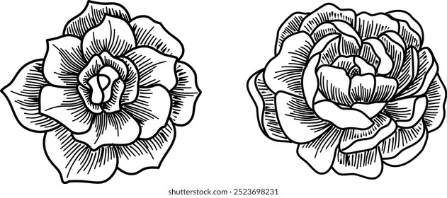 Rose Flowers engraving hand drawn vector illustration isolated on transparent background. Petal flower ink sketch outline drawing for tattoo, wedding, invitation, card, print, pattern, element