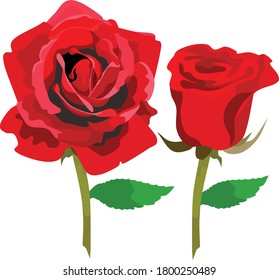 Flores de rosas.  Ilustración vectorial de Flora
