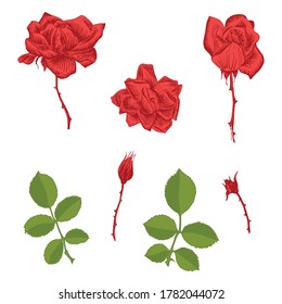 Rose flowers and green leaves original set. Monochrome and red ink hand drawn flowers art design element object isolated stock vector illustration, for tattoo, for embroidery, for web, for print
