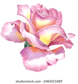 Rose flowers. Hand-drawn illustration done with watercolor pencils. Use printed materials, signs, objects, websites, maps.
