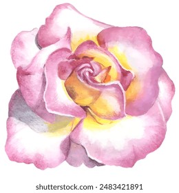 Rose flowers. Hand-drawn illustration done with watercolor pencils. Use printed materials, signs, objects, websites, maps.
