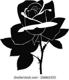 Rose flowers it is isolated 