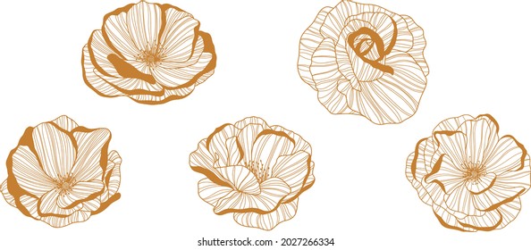 Rose flowers. Isolated on white. Hand drawn line vector illustration. Eps 10