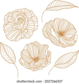 Rose flowers. Isolated on white. Hand drawn line vector illustration. Eps 10