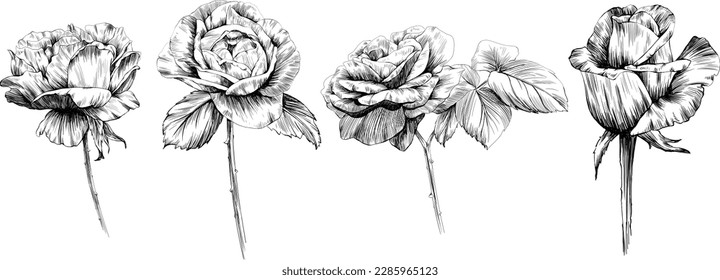 Rose flowers isolated on white. hand drawn vintage illustration.