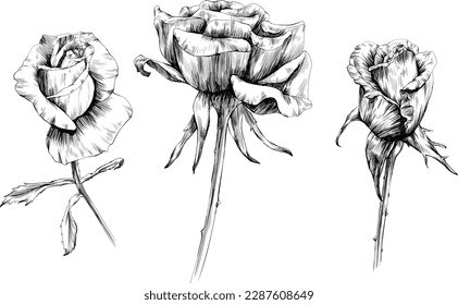 Rose flowers isolated on white. hand drawn vintage illustration.