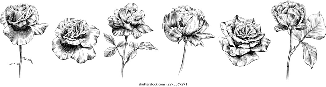 Rose flowers isolated on white. Hand drawn vintage illustration.