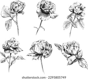 Rose flowers isolated on white. Hand drawn vintage illustration.