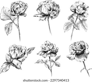 Rose flowers isolated on white. Hand drawn vintage illustration.