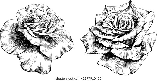 Rose flowers isolated on white. Hand drawn vintage illustration.