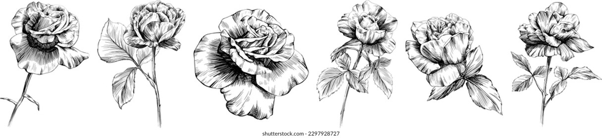 Rose flowers isolated on white. Hand drawn vintage illustration.