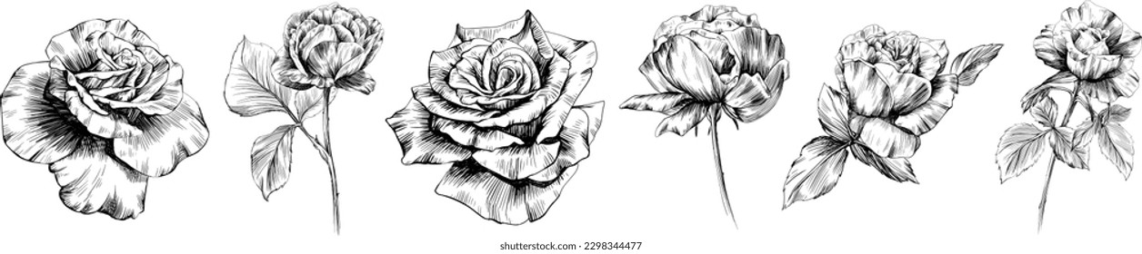 Rose flowers isolated on white. Hand drawn vintage illustration.