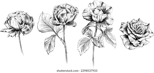 Rose flowers isolated on white. Hand drawn vintage illustration.