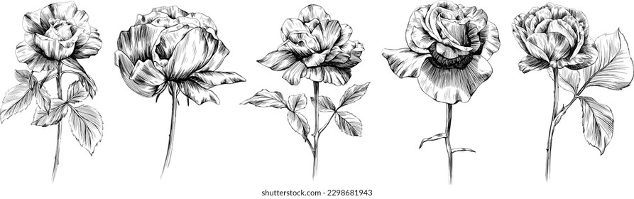 Rose flowers isolated on white. Hand drawn vintage illustration.