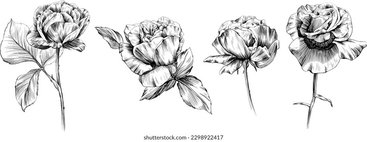 Rose flowers isolated on white. Hand drawn vintage illustration.