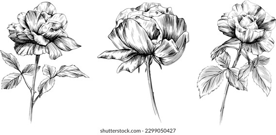 Rose flowers isolated on white. Hand drawn vintage illustration.