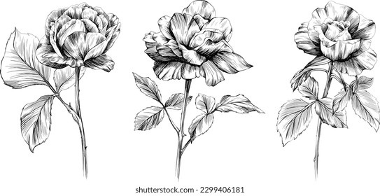 Rose flowers isolated on white. Hand drawn vintage illustration.