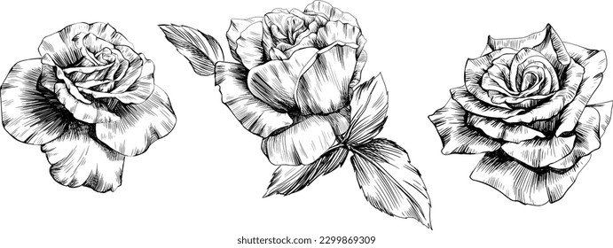 Rose flowers isolated on white. Hand drawn vintage illustration.