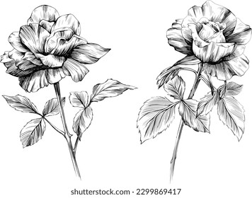 Rose flowers isolated on white. Hand drawn vintage illustration.