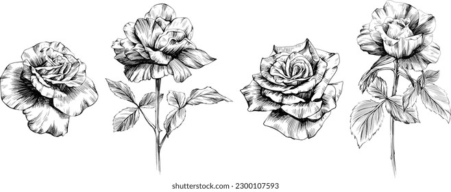 Rose flowers isolated on white. Hand drawn vintage illustration.