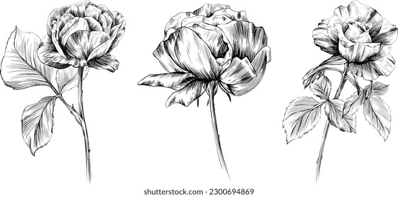 Rose flowers isolated on white. Hand drawn vintage illustration.