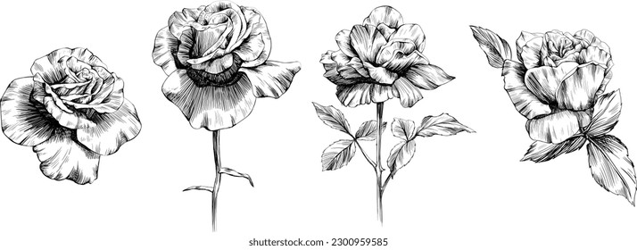 Rose flowers isolated on white. Hand drawn vintage illustration.