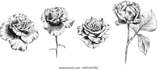 Rose flowers isolated on white. Hand drawn vintage illustration.