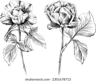 Rose flowers isolated on white. Hand drawn vintage illustration.