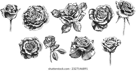 Rose flowers and leaves. Isolated hand drawn set.