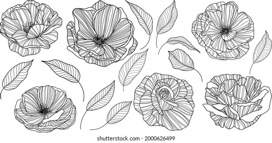 Rose flowers and leaves  isolated on white. Hand drawn line vector illustration. Eps 10