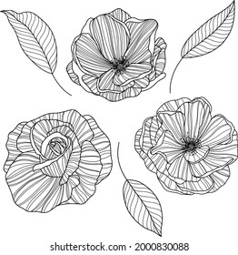 Rose flowers and leaves  isolated on white. Hand drawn line vector illustration. Eps 10