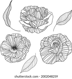 Rose flowers and leaves  isolated on white. Hand drawn line vector illustration. Eps 10