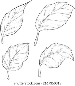Rose flowers leaves outline vector illustration 