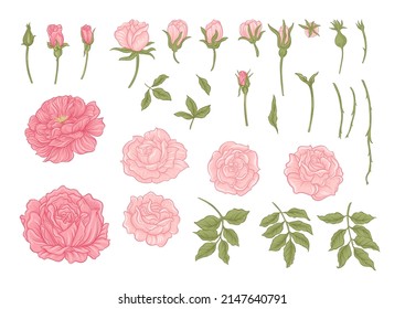 Rose flowers on branches. Clip art, set of elements for design Vector illustration. In botanical style Isolated on white background.