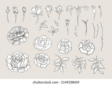Rose flowers on branches. Clip art, set of elements for design Vector illustration. In botanical style Isolated on white background.