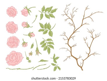 Rose flowers on branches. Clip art, set of elements for design Vector illustration. In botanical style Isolated on white background.