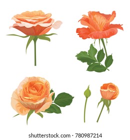 Rose flowers in orange color and leaf on white background. Vector set of blooming floral for wedding invitations and greeting card design. 