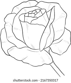 Rose flowers outline vector illustration 