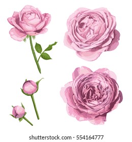 rose flowers in pink color.