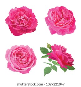 Rose flowers in pink color and leaf on white background. Vector set of blooming floral for wedding invitations and greeting card design.