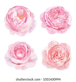 Rose flowers in pink color on white background. Vector set of blooming floral for wedding invitations and greeting card design.