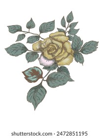 Rose flowers plants graphics hand drawn line engraving tattoo on a white background separately