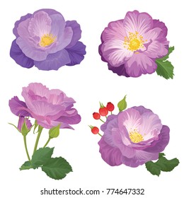 Rose flowers in purple color and leaf on white background. Vector set of blooming floral for wedding invitations and greeting card design. 