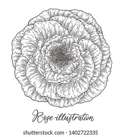 Rose flowers set hand drawn in lines.  Black and white monochrome graphic doodle elements. Isolated vector illustration, template for design