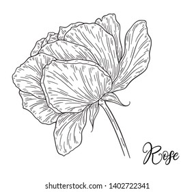 Rose flowers set hand drawn in lines.  Black and white monochrome graphic doodle elements. Isolated vector illustration, template for design