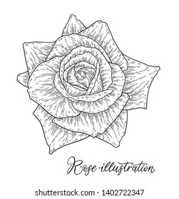 Rose flowers set hand drawn in lines.  Black and white monochrome graphic doodle elements. Isolated vector illustration, template for design