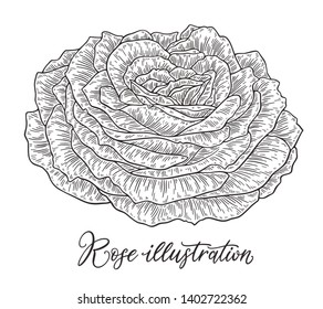 Rose flowers set hand drawn in lines.  Black and white monochrome graphic doodle elements. Isolated vector illustration, template for design